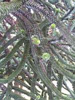 Araucaria, Araucaria araucana (Chili, Argentine) (Photo F. Mrugala) (1)